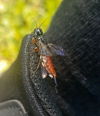 Xiphydria prolongata