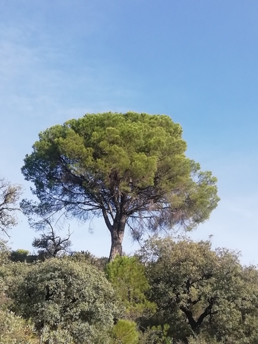 Avistamiento Pino piñonero (Doñana)