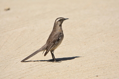 Mimus thenca