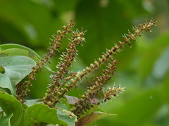 Hymenodictyon obovatum