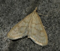 Paracorsia repandalis