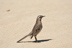 Mimus thenca