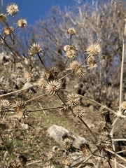 Eryngium pyramidale
