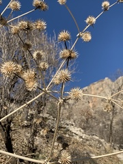 Eryngium pyramidale