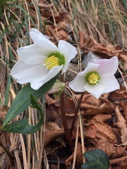 Helleborus niger