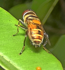 Eristalina