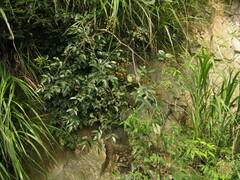 Rosa henryi