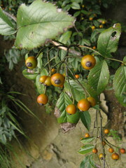 Rosa henryi