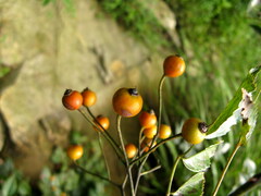 Rosa henryi
