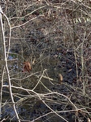 Hylocichla mustelina