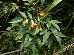 Rosa henryi