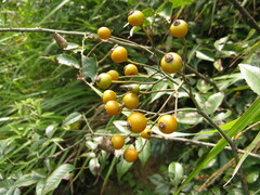 Rosa henryi
