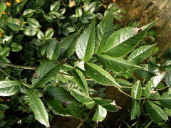 Rosa henryi
