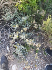 Berkheya heterophylla