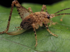 Macropathinae