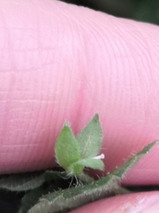 Veronica persica
