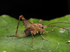 Macropathinae