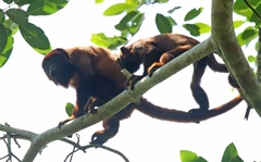Alouatta sara