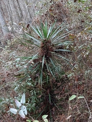 Yucca aloifolia