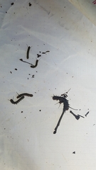 Anisota fuscosa