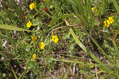 Erythranthe moschata