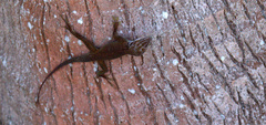 Anolidae
