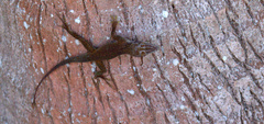 Anolidae