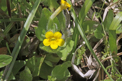 Erythranthe moschata