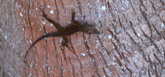 Anolidae
