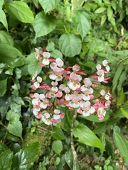 Begonia fortunensis image
