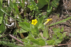 Erythranthe moschata