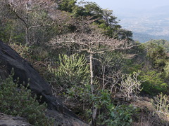 Hymenodictyon obovatum