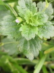 Veronica persica