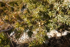 Juniperus communis saxatilis