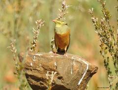 Emberiza hortulana
