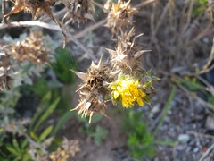Berkheya heterophylla