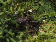 Triaenonychidae