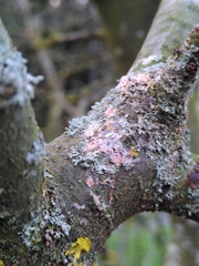 Erythricium aurantiacum