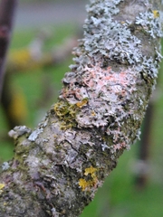 Erythricium aurantiacum