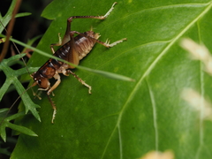 Hemiandrus pallitarsis
