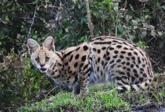 Leptailurus serval lipostictus