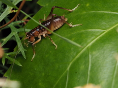 Hemiandrus pallitarsis