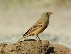 Emberiza hortulana