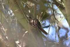 Aphrastura spinicauda