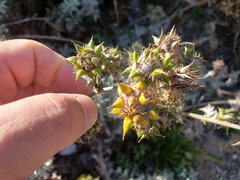 Berkheya heterophylla