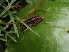 Hemiandrus pallitarsis