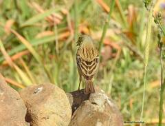 Emberiza hortulana