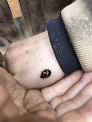 Harmonia axyridis