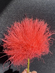 Calliandra haematocephala