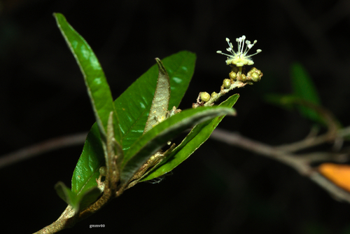 Croton uruguayensis